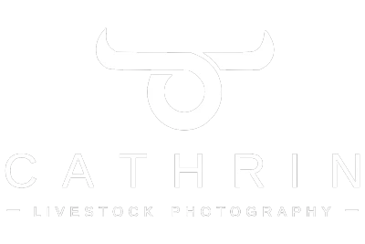Cathrin Livestock Photography